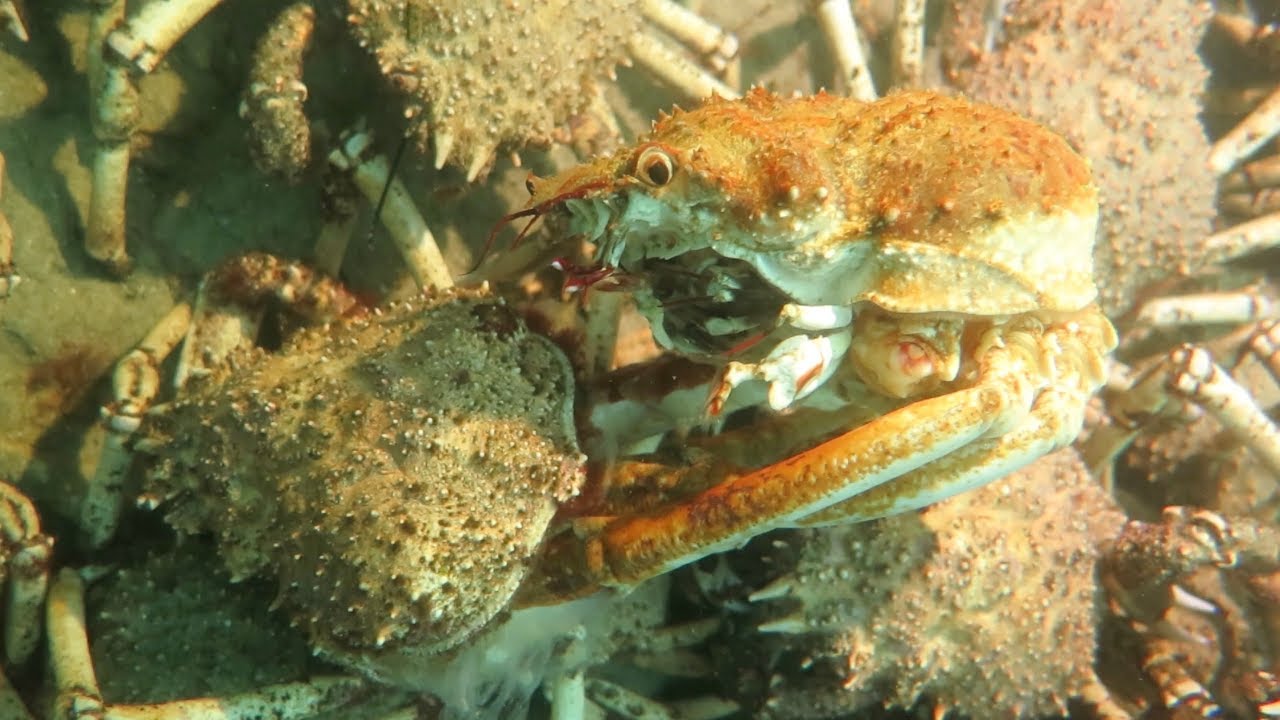 One Spider Crab Moulting Its Shell Amidst a Million