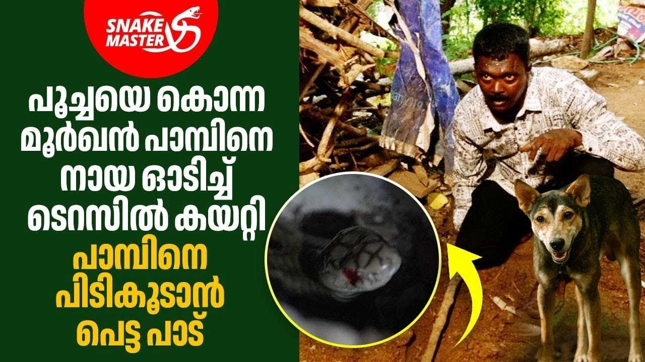 EP 18 | പൂച്ചയെ കൊന്ന മൂർഖനെ പിടികൂടാൻ പെട്ട പാട് | Vava Suresh | Cobra Rescue | Snakemaster