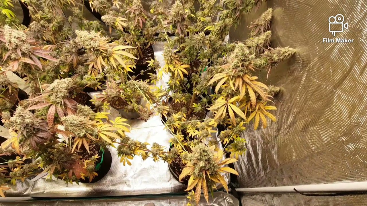 MARS HYDRO FC4800, TSW2000 AND 8X8 GROW TENT