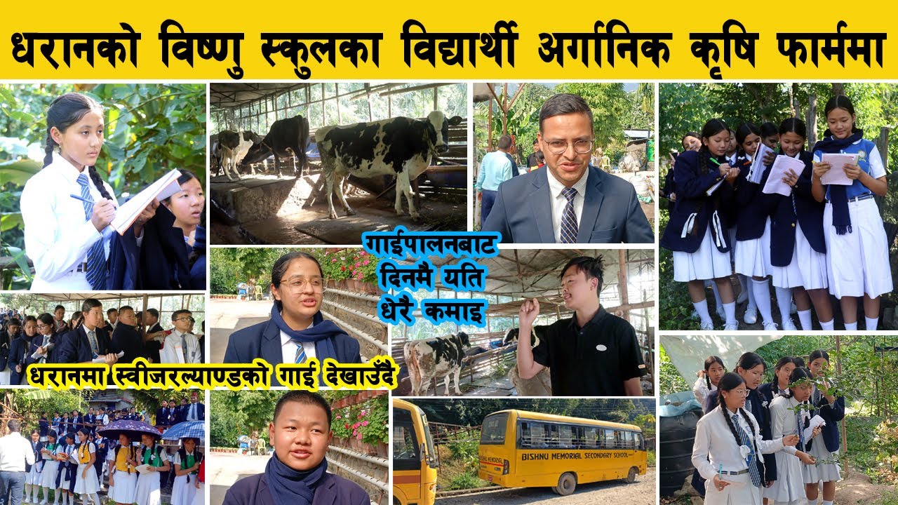 धरानको विष्णु स्कुलका विद्यार्थी अर्गानिक फार्ममा पुग्दा चकित, धरानमा स्वीजरल्याण्डको गाई देखाउँदै