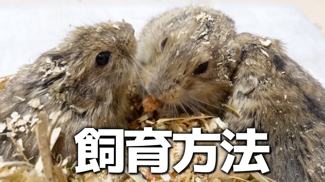 30匹以上のステップレミングを1年半飼育してみました