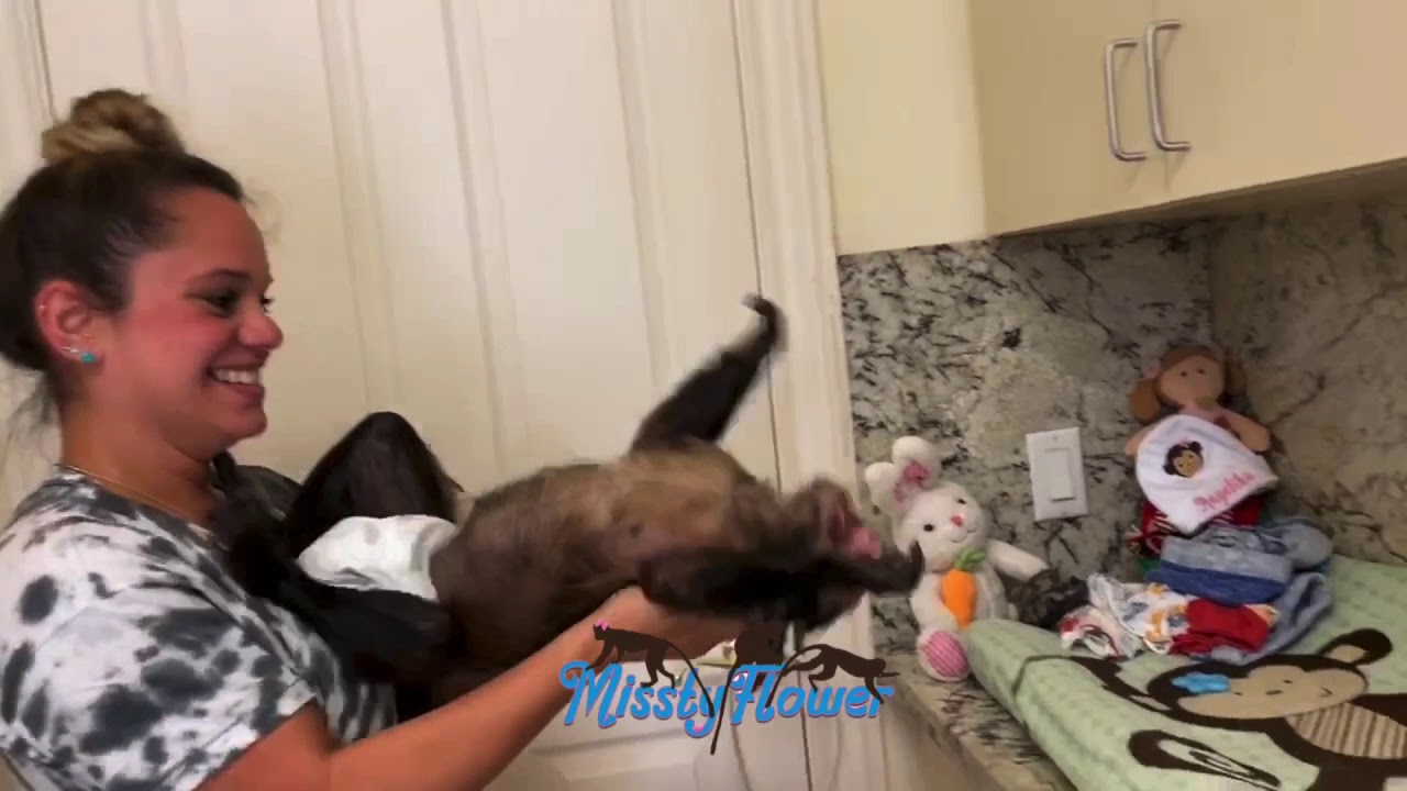 Обезьянка Тоби безумна на карантине с сумасшедшей Сисси 🤪😜😂😍🤣❤️