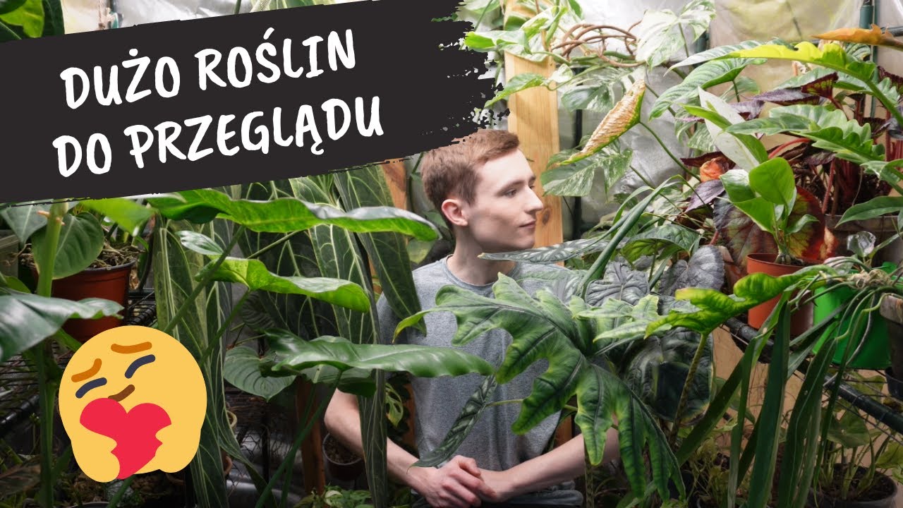 Monstera variegata | Tunel foliowy