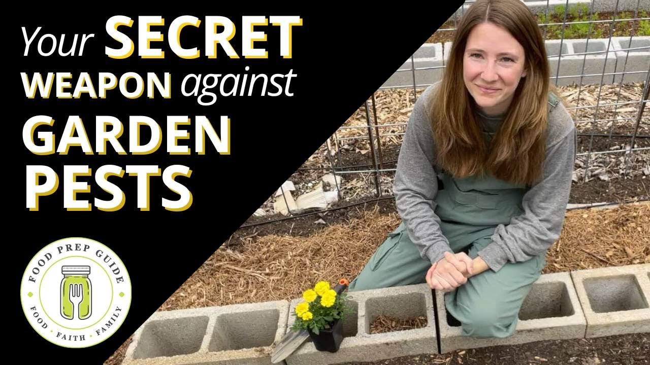 Companion Planting with Marigolds