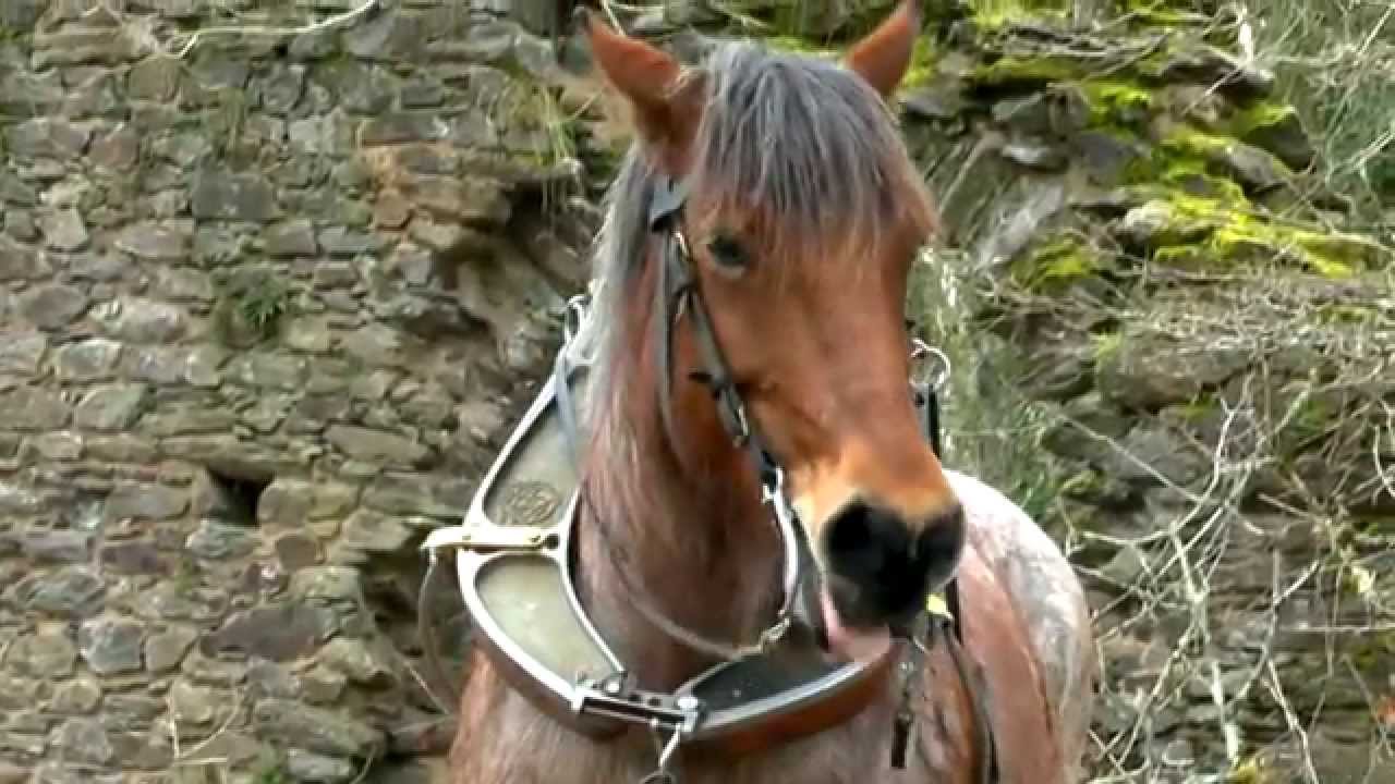 Bûcheronnage et débardage à Châlucet