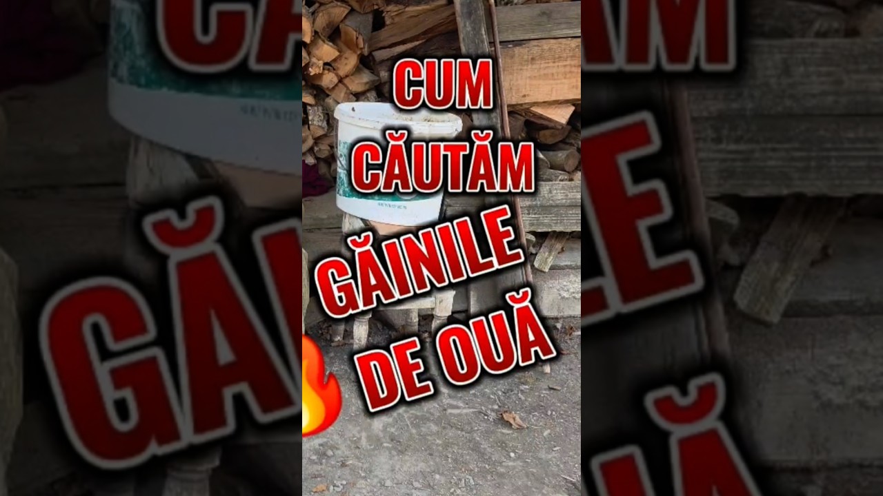 METODA BUNICII: Cum aflăm dacă o găină trebuie să facă ouă