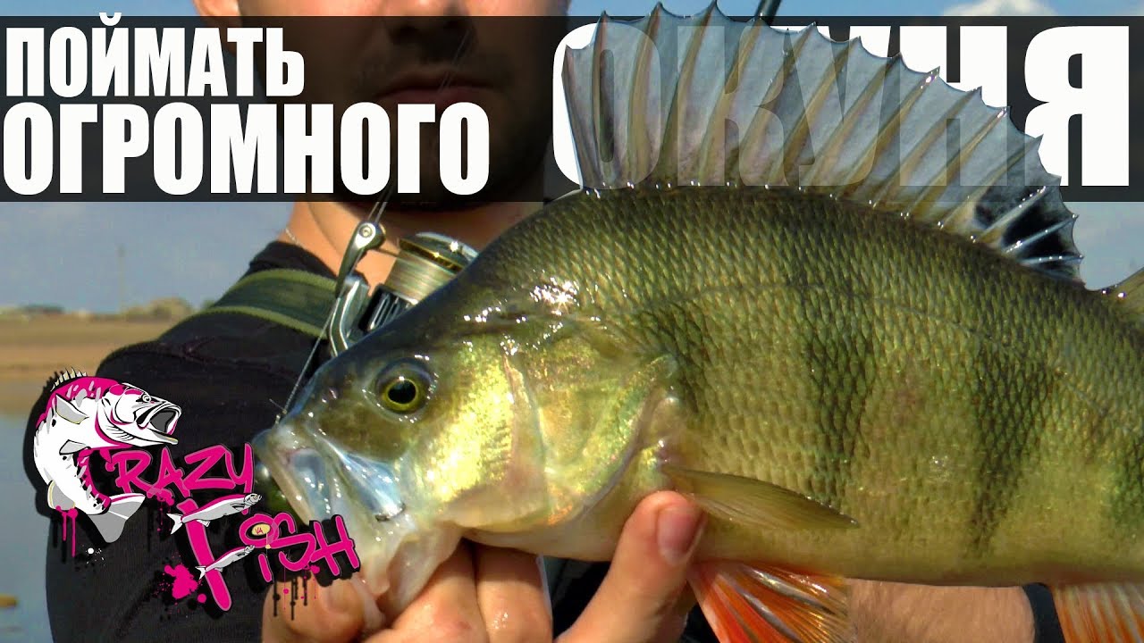 ЛОВЛЯ ОКУНЯ на СИЛИКОНОВЫЕ ПРИМАНКИ -1 Приманки на Крупного Окуня Crazy Fish Часть 1