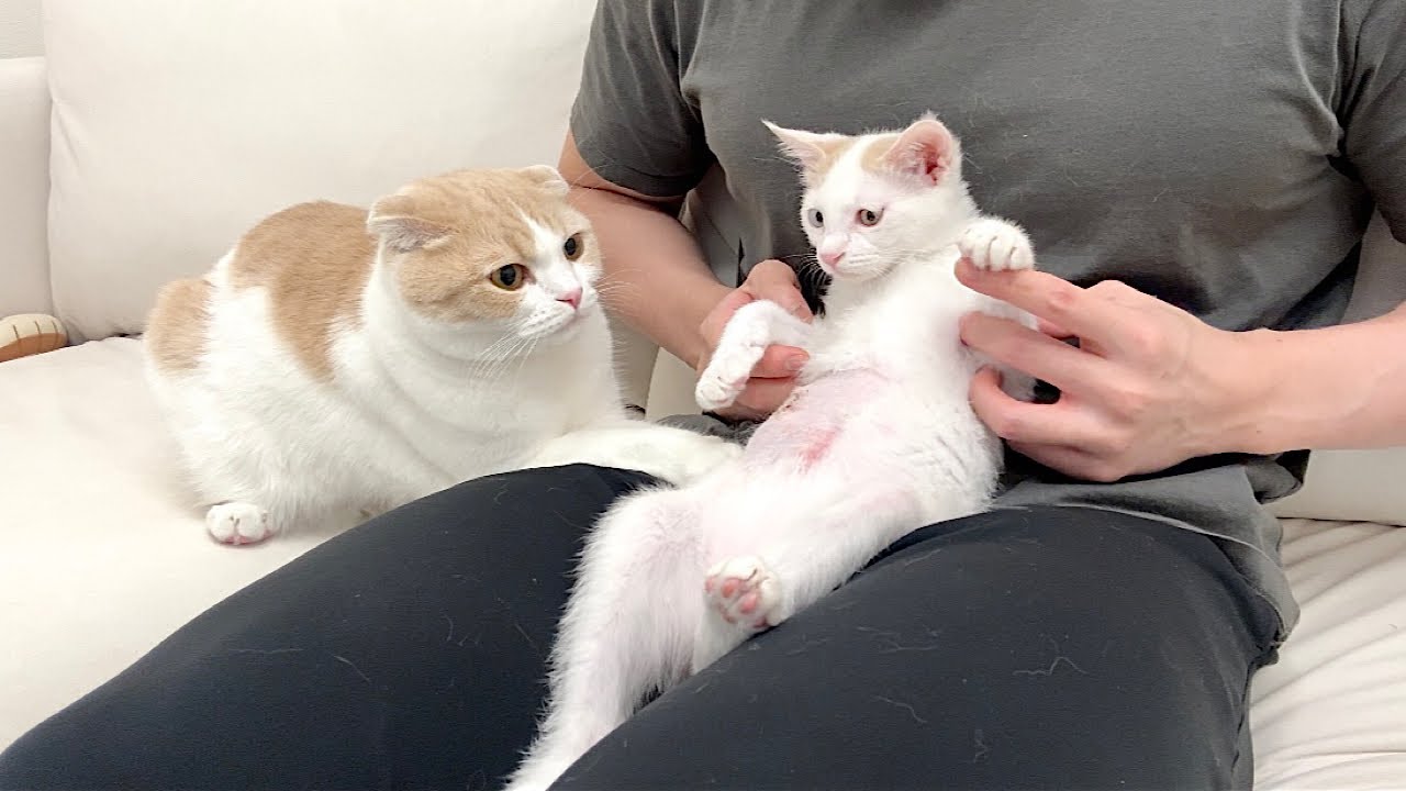 手術した子猫のお腹が心配で仕方ない先輩猫がこうなっちゃいました&hellip;