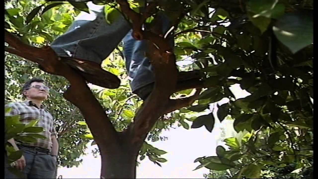 Poda de los cítricos: Capitulo 2