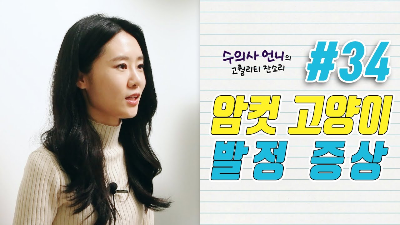 우리 고양이 발정기 인건가요? | 수의사 언니의 고퀄리티 잔소리 34편 암컷 고양이 발정 증상
