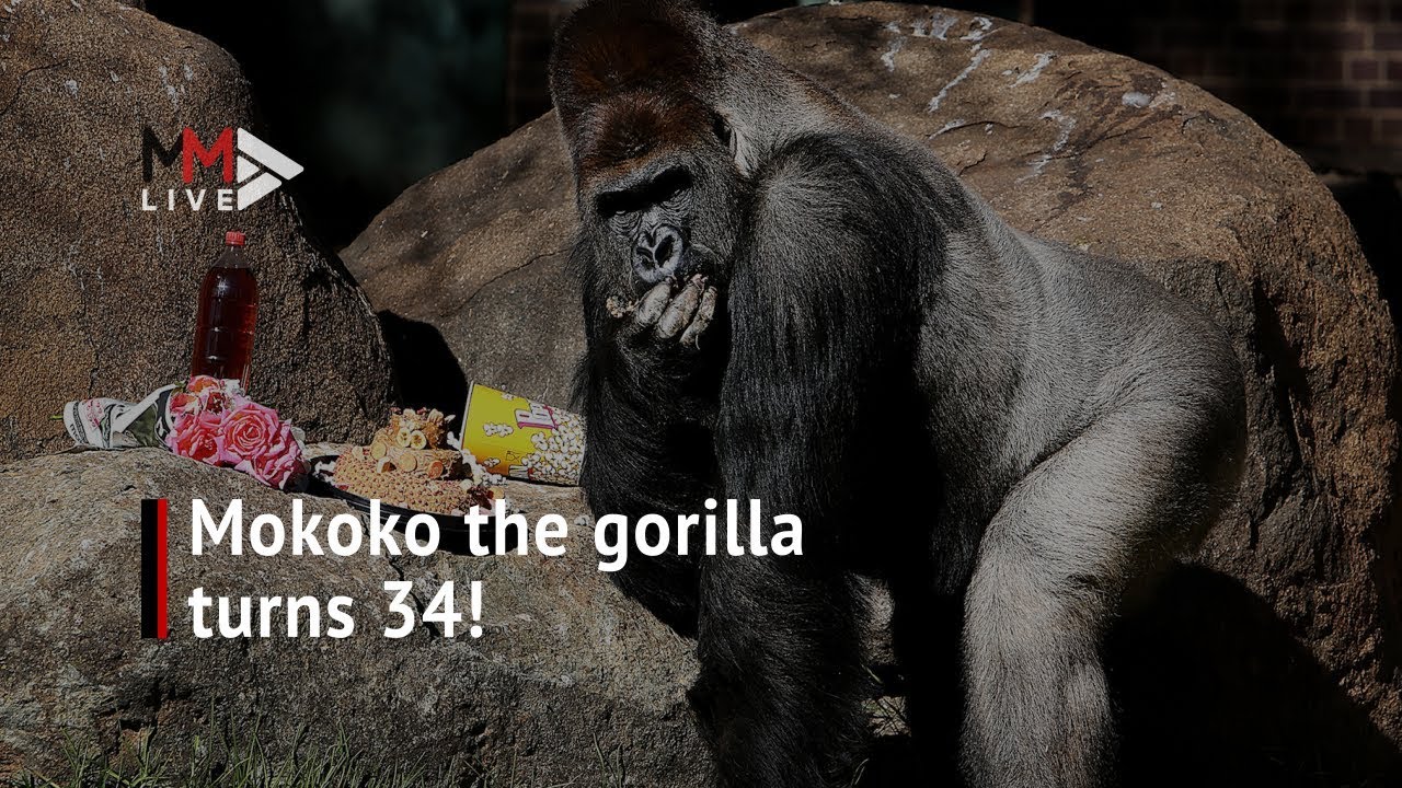 Party in the Zoo: Gorilla gets 34th birthday bash