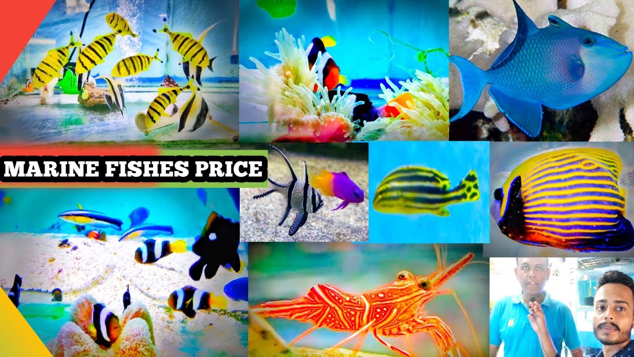 SALT WATER FISH | ALL TYPES MARINE AQUARIUM FISHES PRICE | HINDI |  MARINE FISHES PRICE IN KOLKATA 🎏
