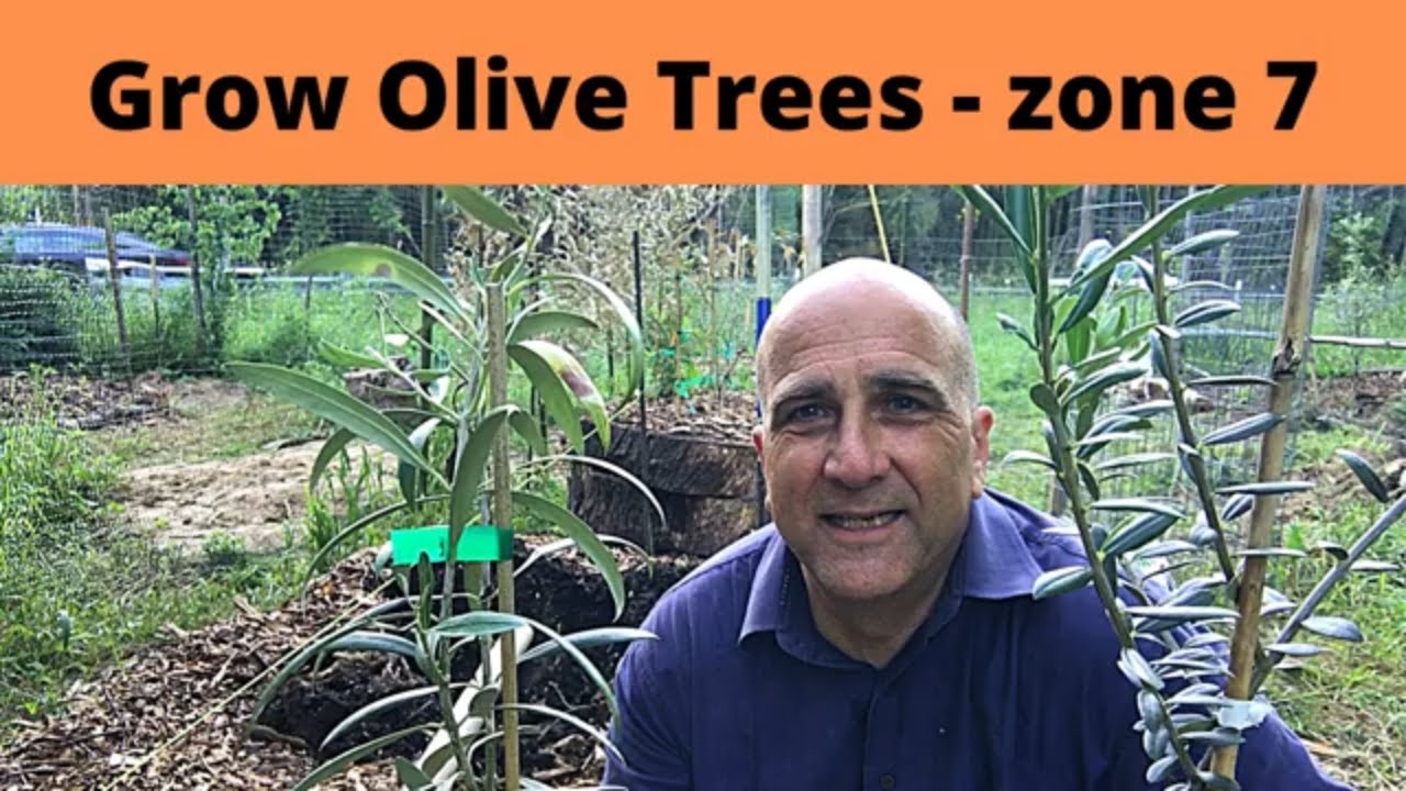 Grow Olive Trees in zone 7 — we planted TWO