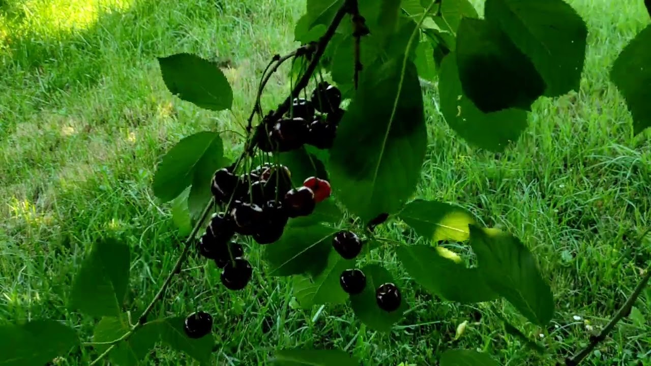 picking cherries on Summer 2022 || M&M Travel Diaries