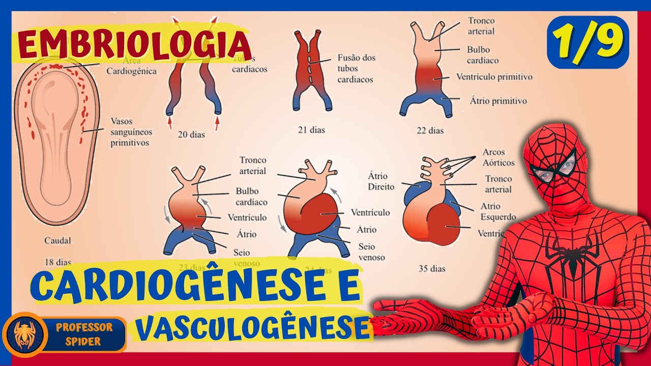 Aula Embriologia | Embriogênese Cardíaca | 1/9