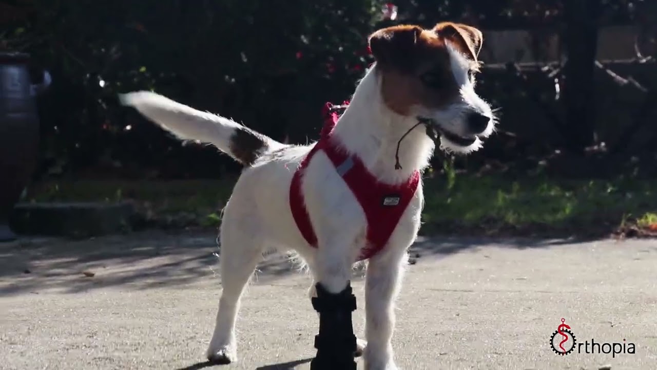 Attelle pour chien - Extension du carpe, par Orthopia