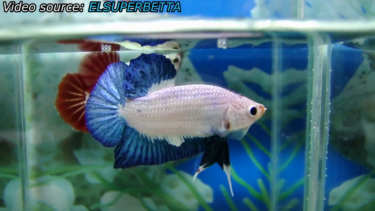 Blue Dragon Betta Fish!!! -SUPER RARE BETTA- [YOU HAVE NEVER SEEN BEFORE!]