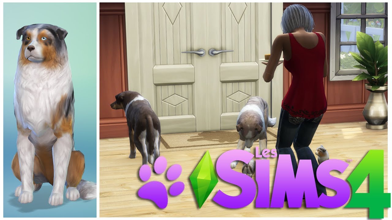 Eleveuse de Berger Australien ! - Premiers chiots ! Sims 4 Chiens et Chats (2)