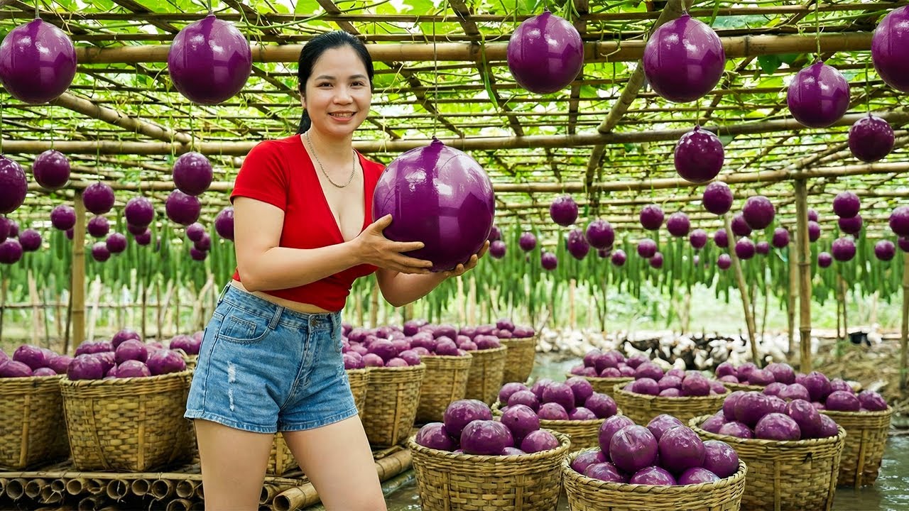 Harvesting 2000+kg GIANT Special Round Purple Peach on The Farm Goes To Market Sell For Villager