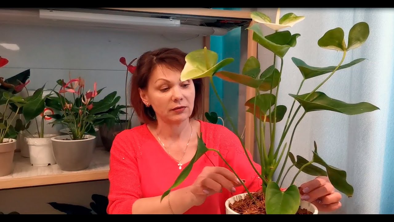 Вот и дождался Антуриум Симба (Anthurium Simba), когда его омолодят