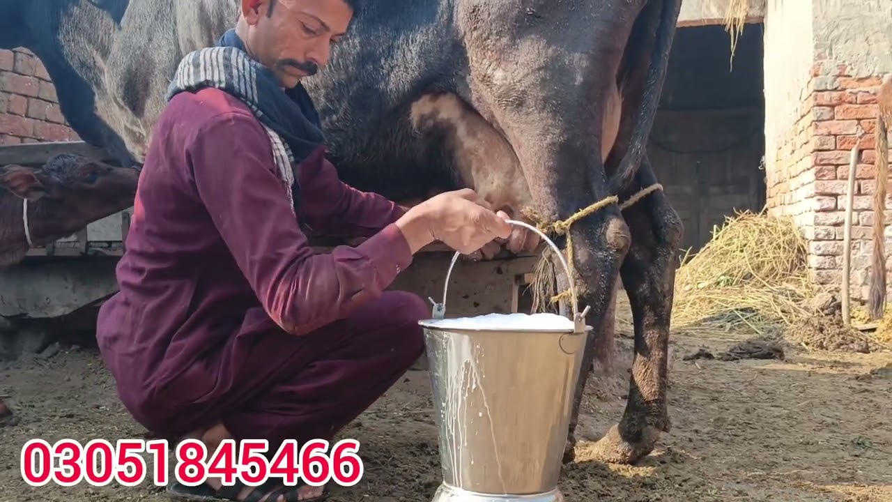 جرسی فریزین کراس گائے سیل آن پاکستان یوٹیوب 03051845466رابطہ13.1.2026