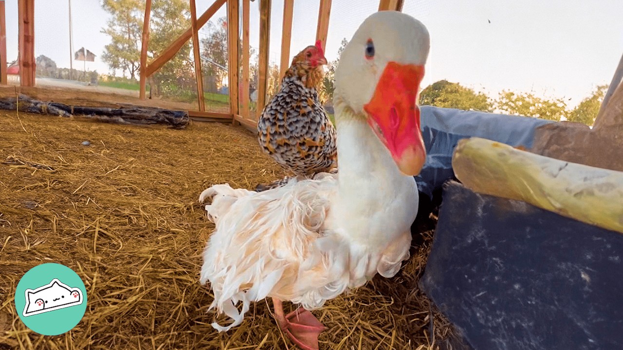 Kind Goose Befriends Lady's Chickens And Becomes The Best Farm Protector | Cuddle Buddies