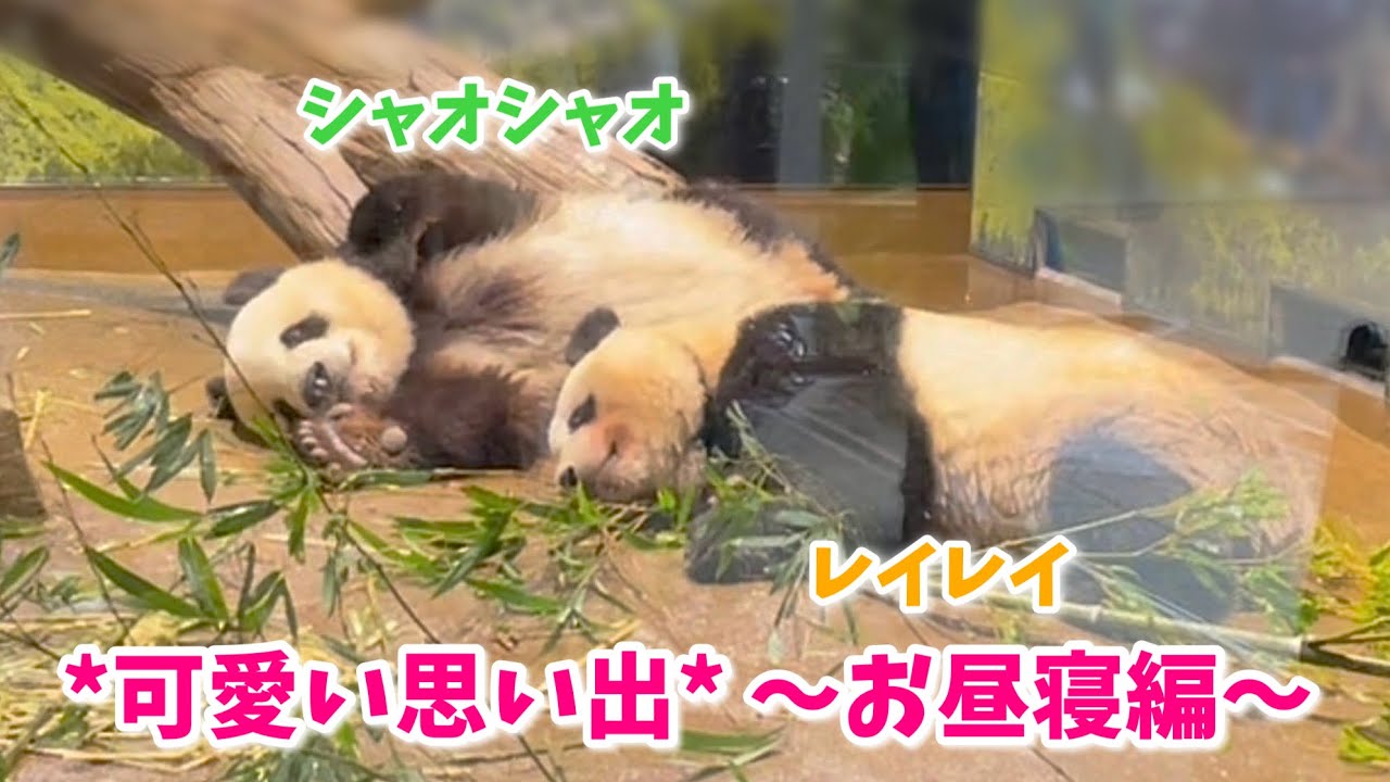 【可愛い思い出💚💛〜お昼寝編💤〜】シャオシャオ＆レイレイ〜上野動物園〜　