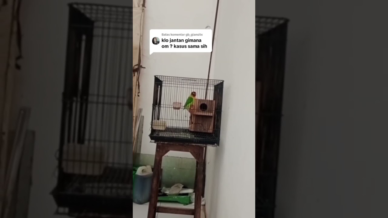 PENGGACORAN LOVEBIRD JANTAN