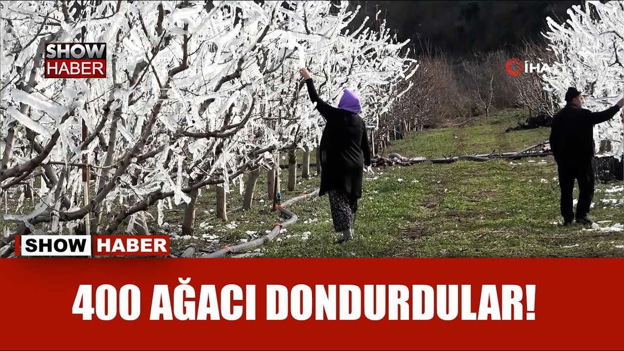Amasyalı çiftçi 400 ağacı aşırı soğuktan korumak için dondurdu, görenler şaştı kaldı