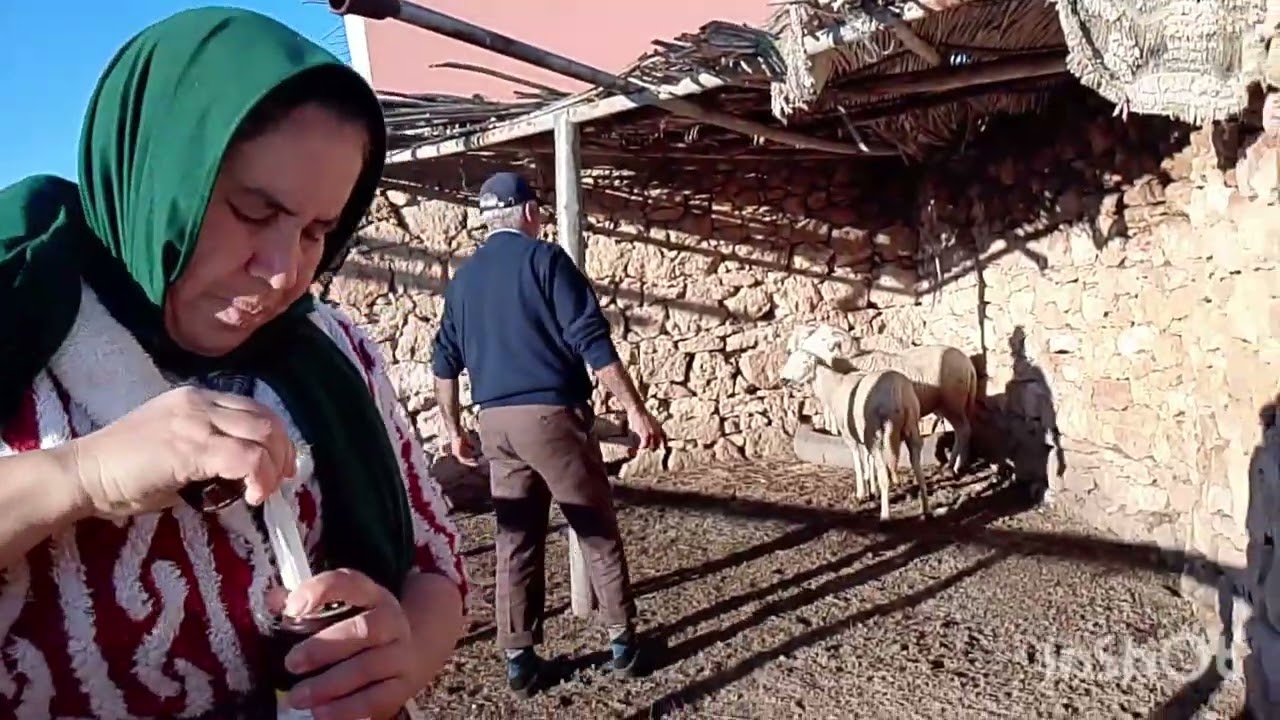 ليوم داوينا نعيجات لبقاو عندنا باش نخرجوهم يسرحوا ♥️🐑🐏
