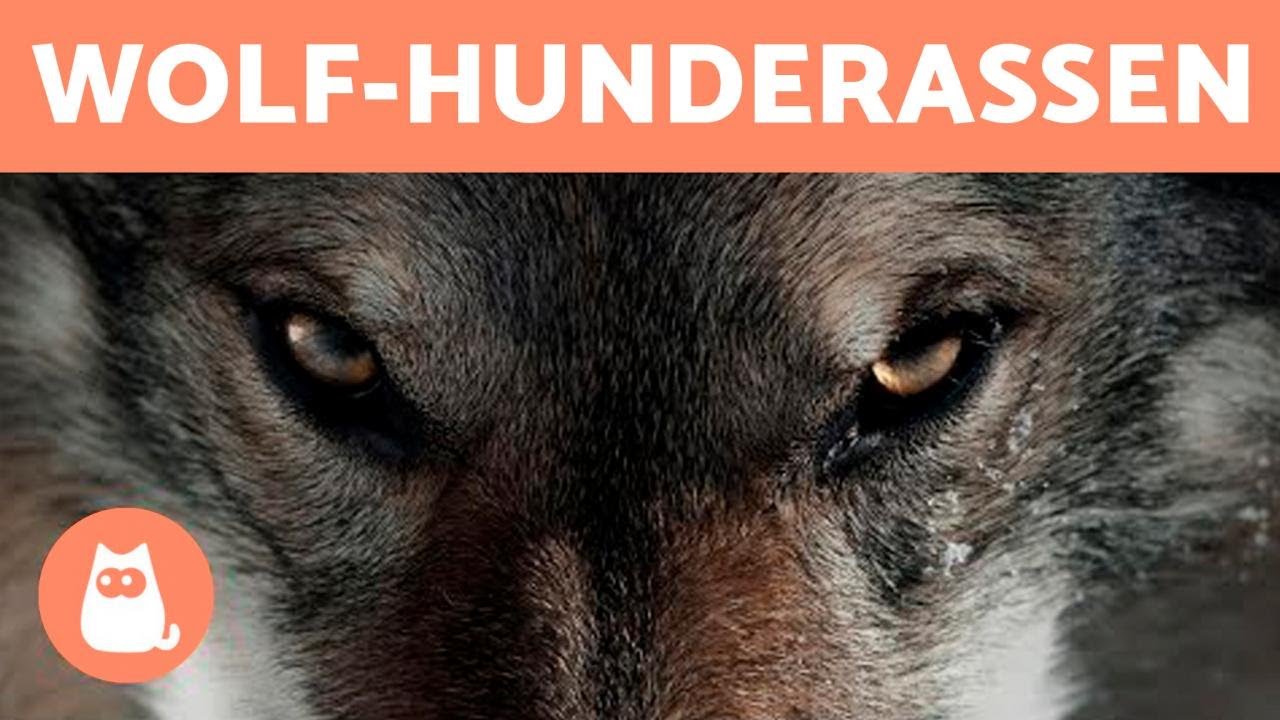 10 HUNDERASSEN, die wie WÖLFE aussehen 🐺