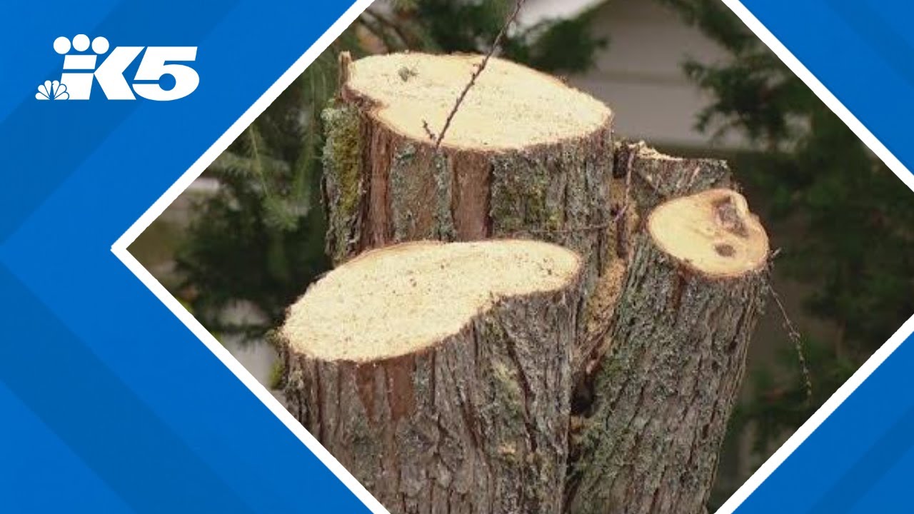 City of Lacey removes nearly 300 trees