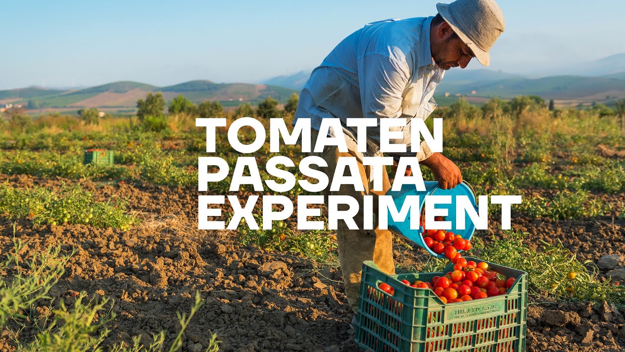 Das Experiment, eine wirklich faire Tomaten-Passata herzustellen.