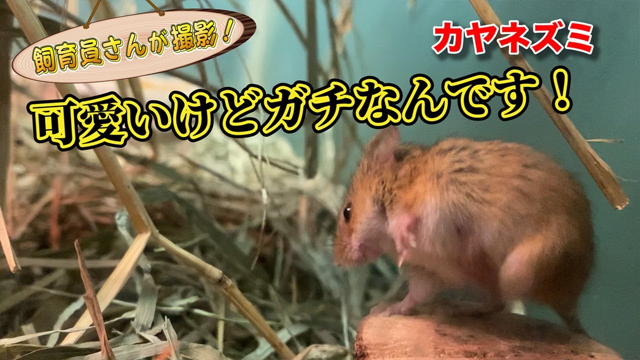 カヤネズミ、毛づくろいは命がけ！？