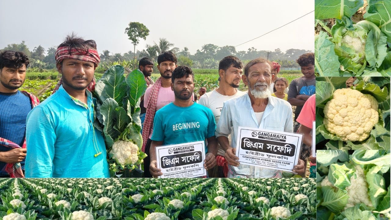 F1 hybrid cauliflower. GM SAFEDI জিএম সফেদি ৮৯ , F1 হাইব্রিড ফুলকপি। 