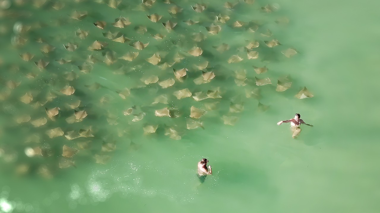 Surprise From The Sea