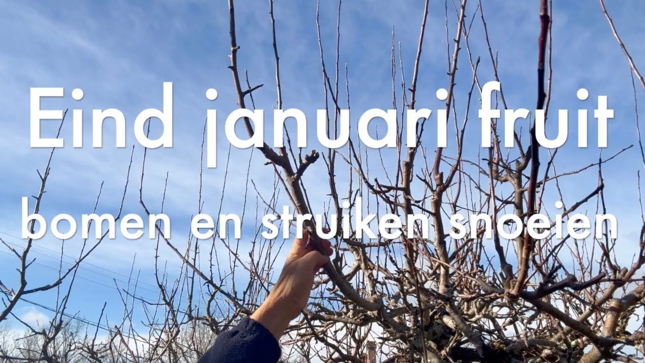Ini's Moestuin #218 - Fruitbomen en fruitstruiken snoeien o.a  appel, braam bes, framboos en druif.