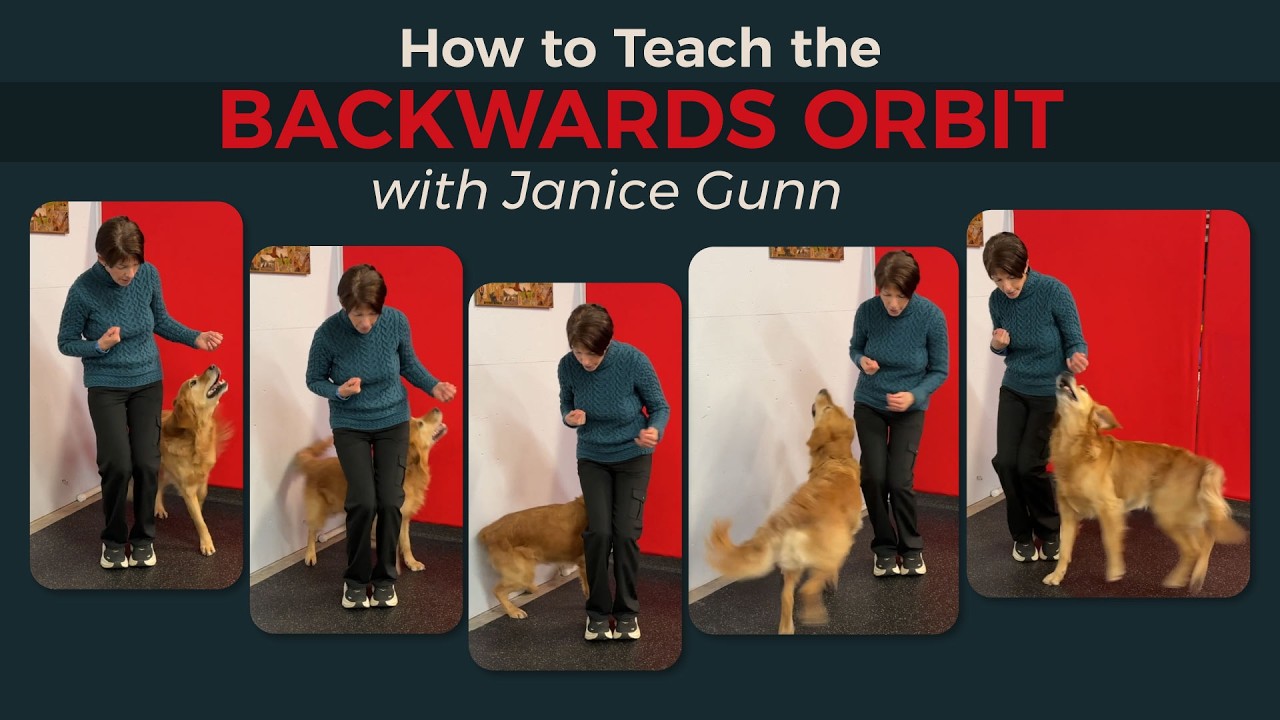 Teach your Dog the Backwards Orbit - great for competition obedience heeling!