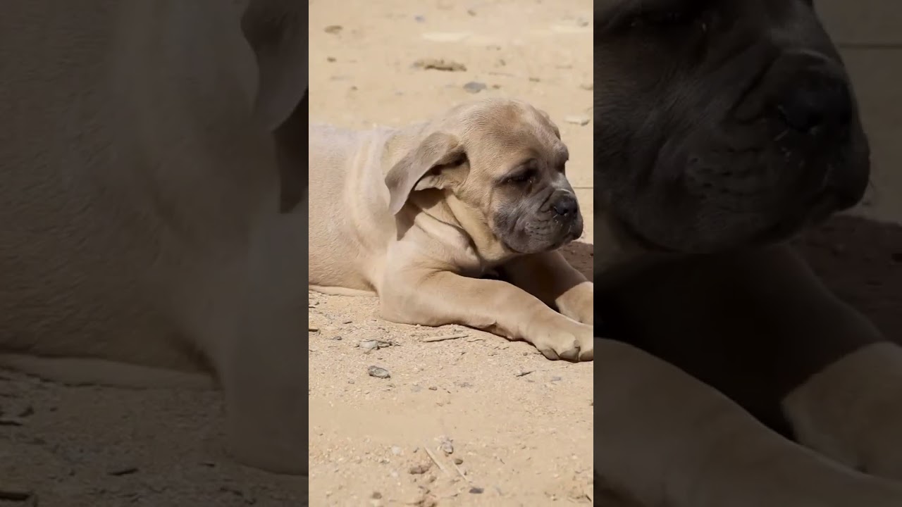 When people see our dogs… 🥇 🌎 🥇⁣ ***** Puppies Available