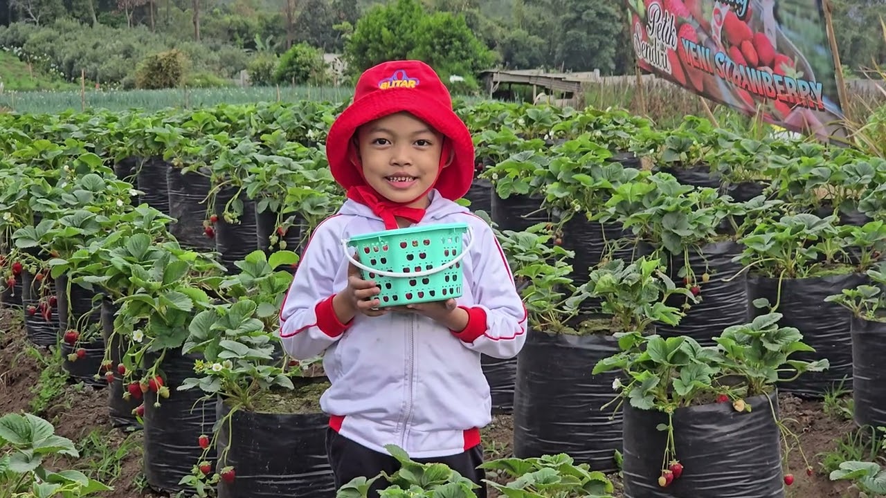 Asyknya petik buah strawberry sepuasnya