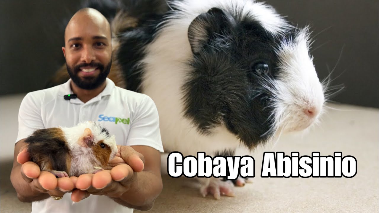 COBAYA ABISINIO &iquest;C&Oacute;MO CUIDARLO?