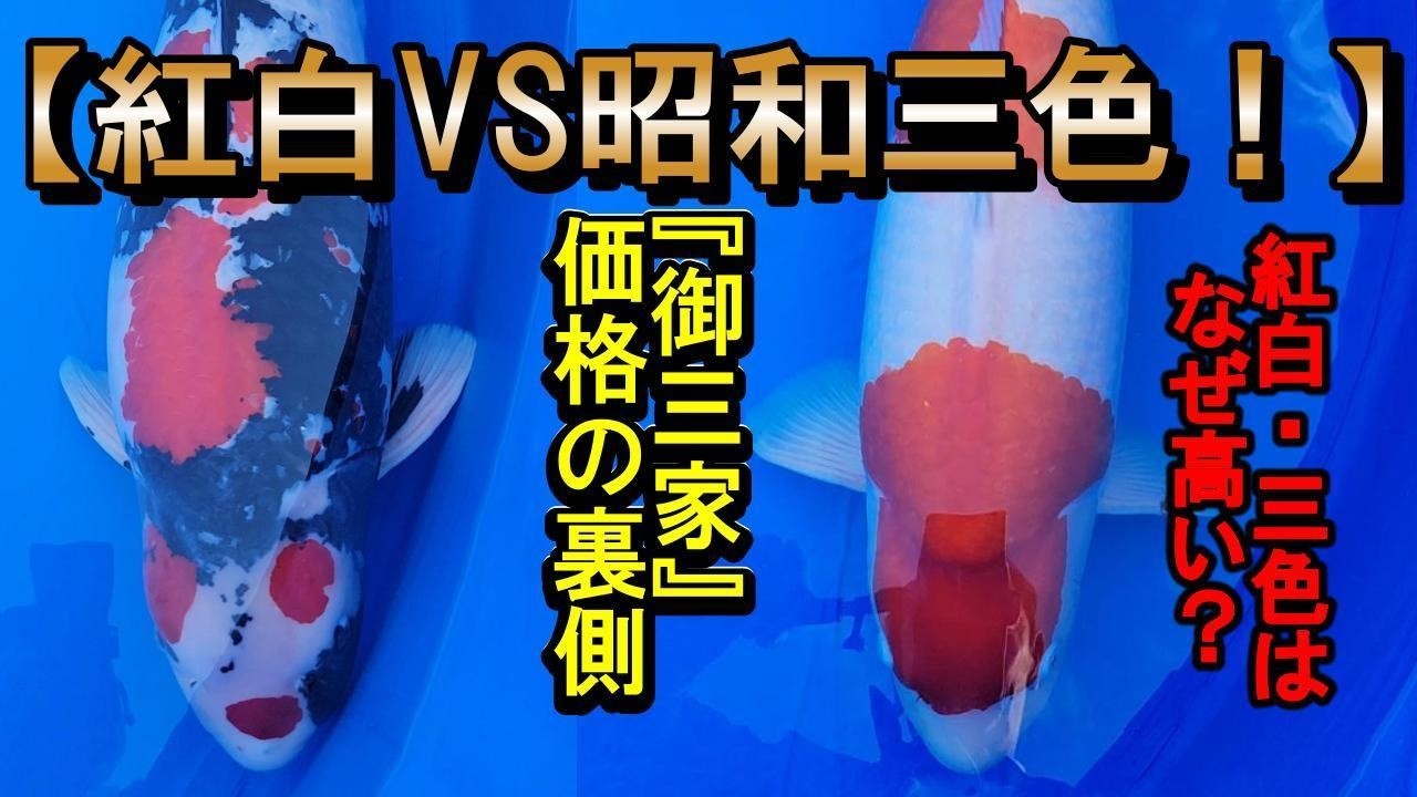 【品種別】紅白と三色はなぜ高い？錦鯉の『御三家』価格の裏側を徹底解説！