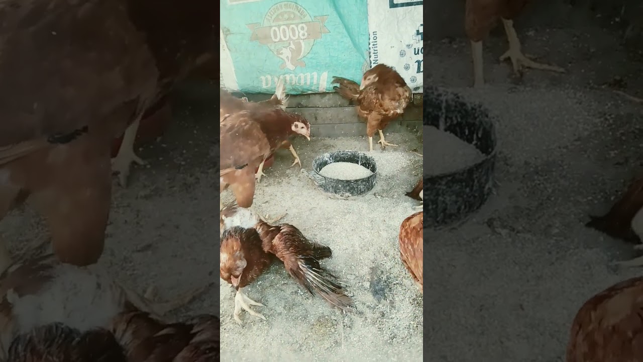 #chickenfarm rir murga for sale location nabha pH 8437556395