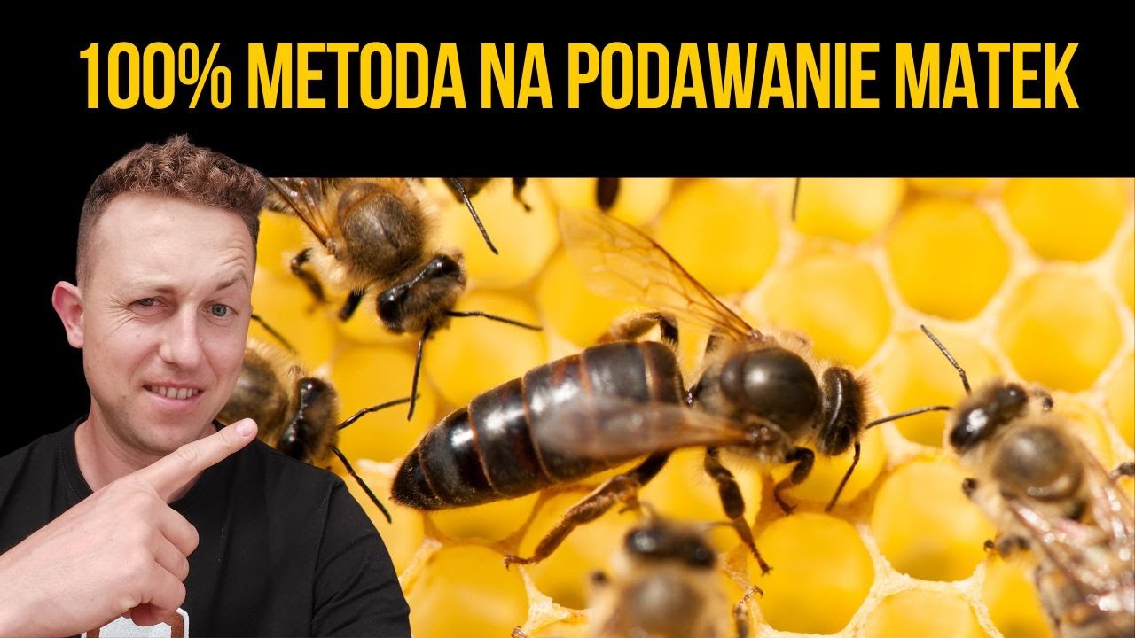 Mój sposób na dostępność czerwiących matek