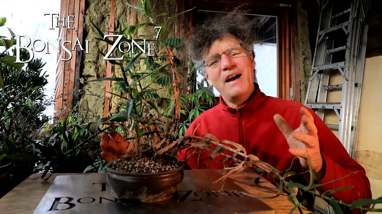 A Climbing Aloe, The Bonsai Zone, Dec 2020