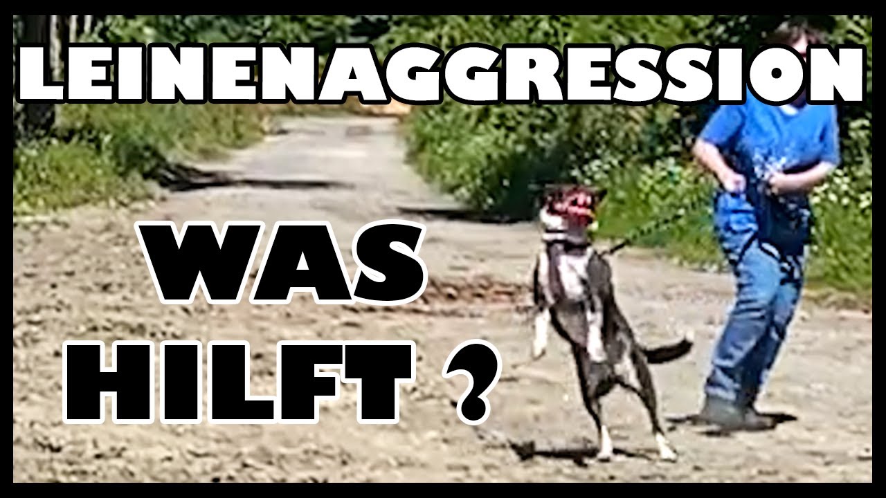 Lösung in nur 30 Minuten: Leinenaggression beim Hund durch intelligente Strategien überwinden