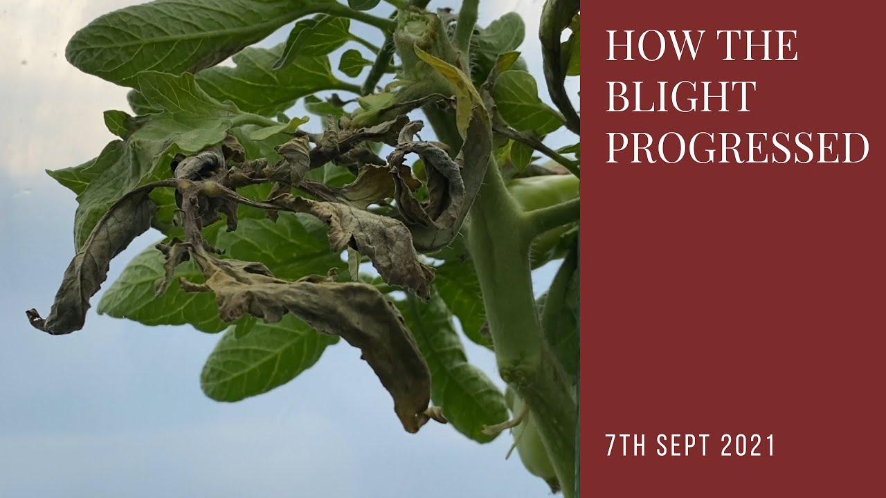 How the tomato blight progressed | did I get a harvest?