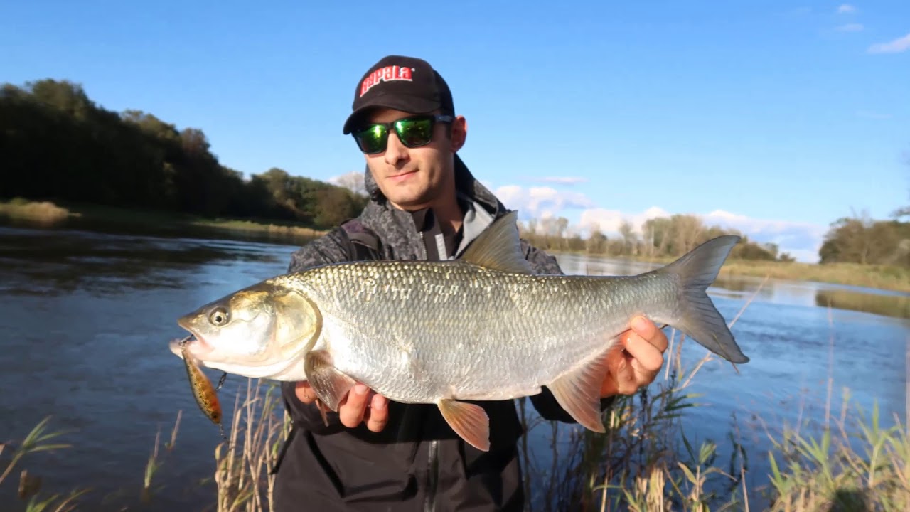 Jesienne bolenie - Rapala Minnow BX - Rzeka Odra