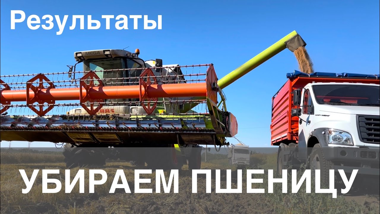 УБОРКА ПШЕНИЦЫ 2022. АЛЕКСЕИЧ. РЕЗУЛЬТАТЫ