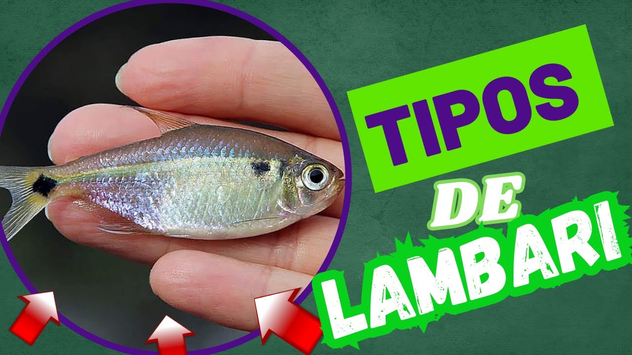 TIPOS DE LAMBARI